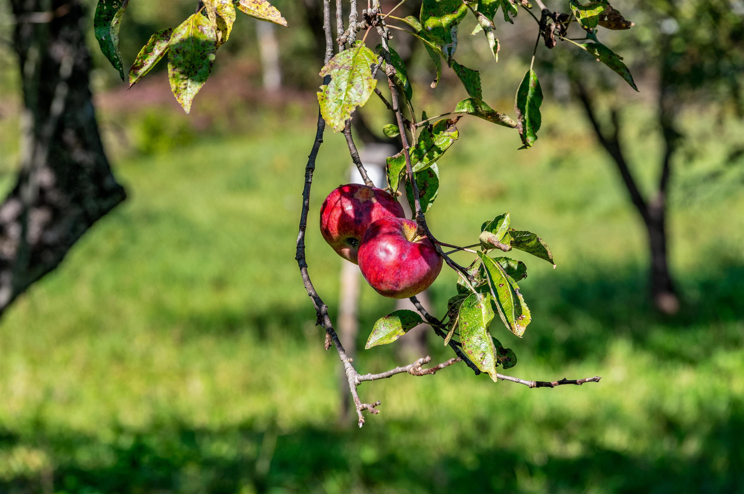 174 Coburn Road East Montpelier, VT 05651 - Photo 49 of 58
