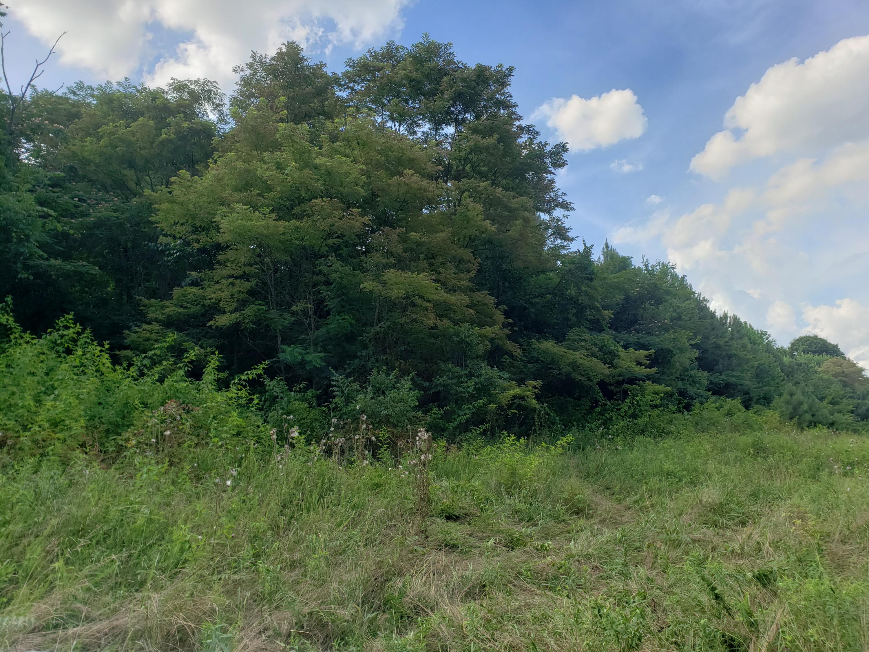135 County Road Riceville, TN 37370 - Photo 7 of 13 20210630_165148