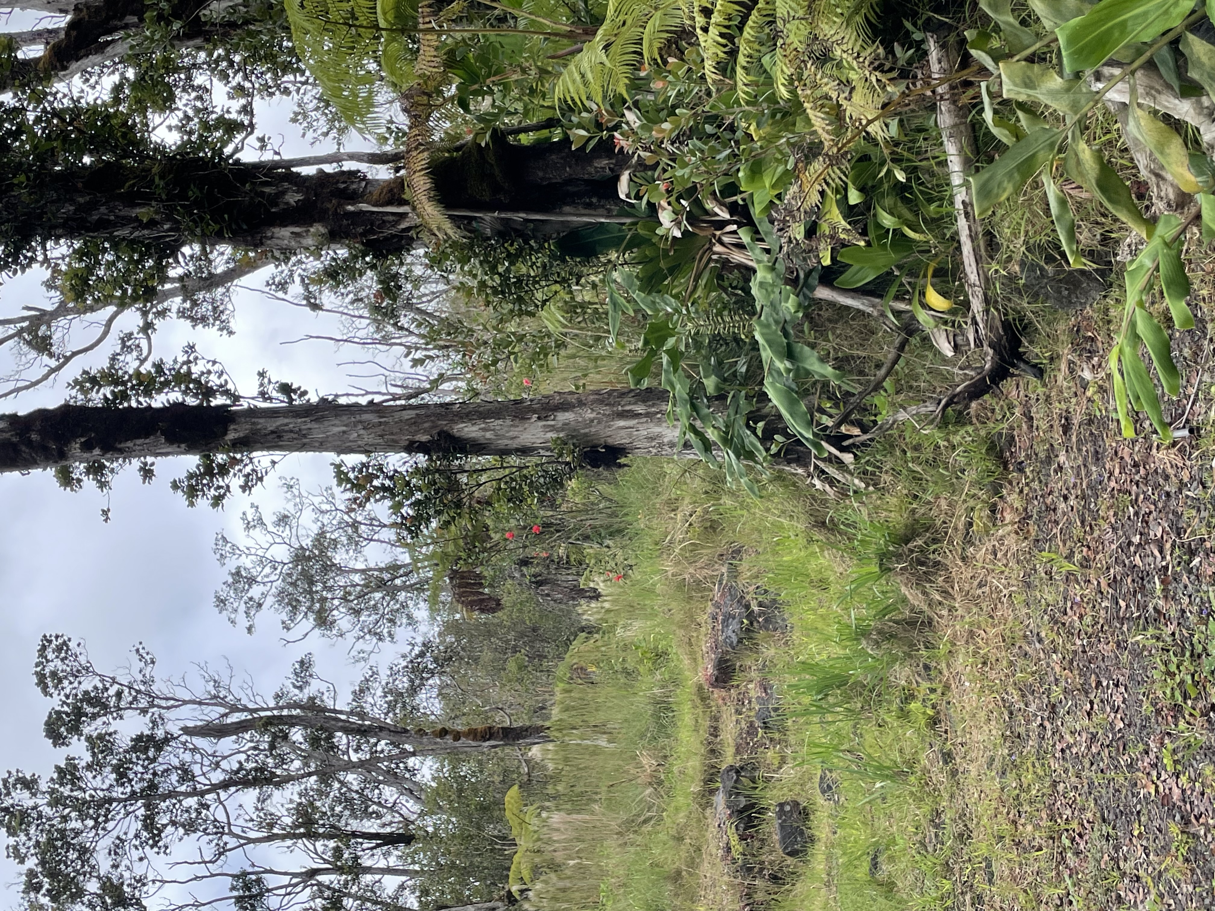 32 Omaomao Road Pahoa, HI 96778 - Photo 2 of 5 a view of a yard with a tree