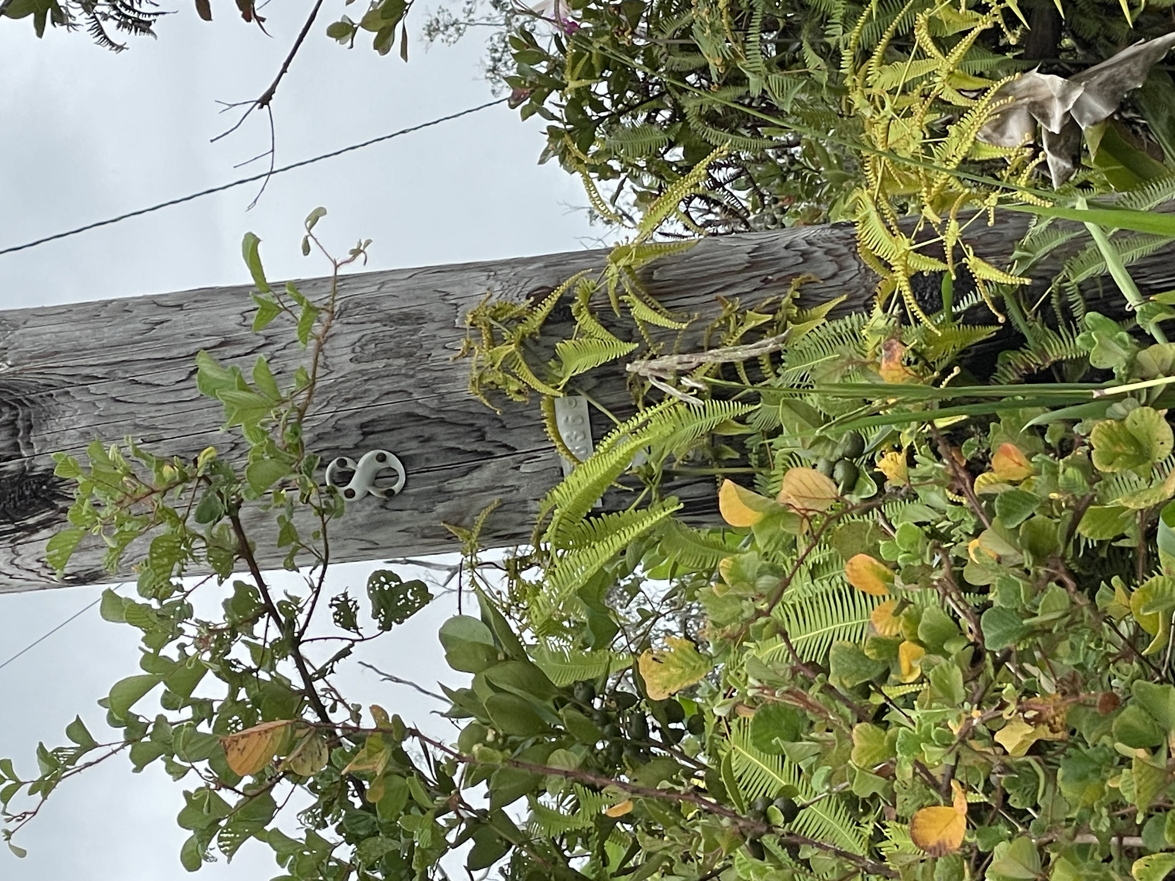 32 Omaomao Road Pahoa, HI 96778 - Photo 4 of 5 a close up of a plant in a garden