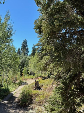 1456 Navajo Road Coalville, UT 84017 - Photo 41 of 55 View of tree filled area