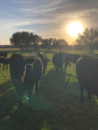 a view of park with trees