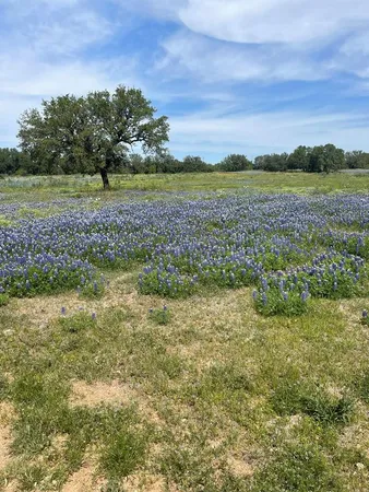 a view of ocean with large trees