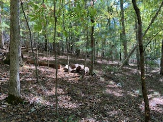 0 East Goldmine Road Ellijay, GA 30536 - Photo 11 of 11 Gallery Image 11