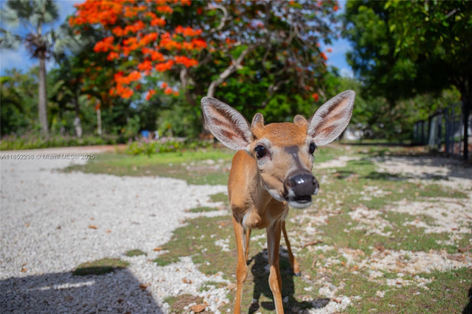 2231 Middle Torch Road Summerland Key, FL 33042 - Photo 9 of 33 a view of outdoor space and yard