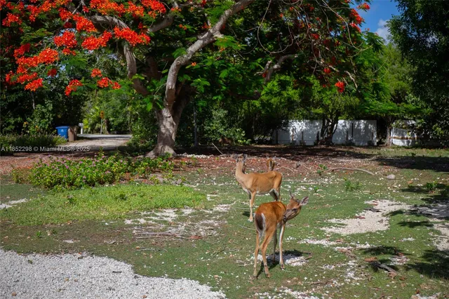 a view of a yard with plants