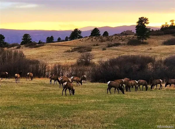 $1,495,000 | 4517 Silver Cliff Court, Castle Rock, CO 80108