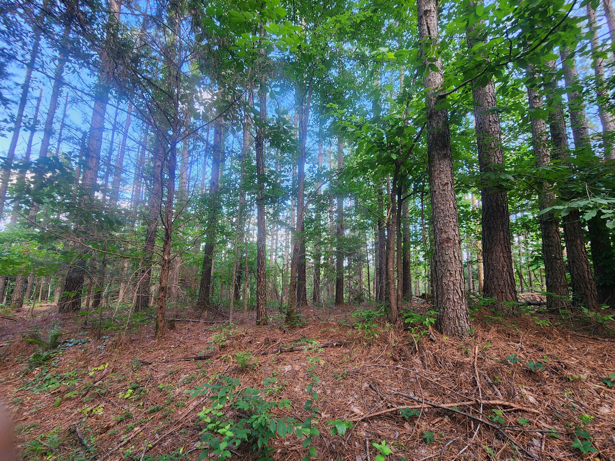 0 Sinking Creek Road Linden, TN 37096 - Photo 11 of 23