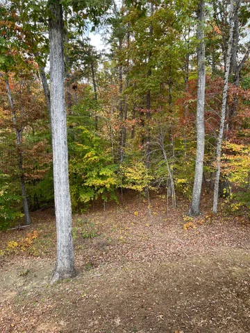 a view of a trees with a yard