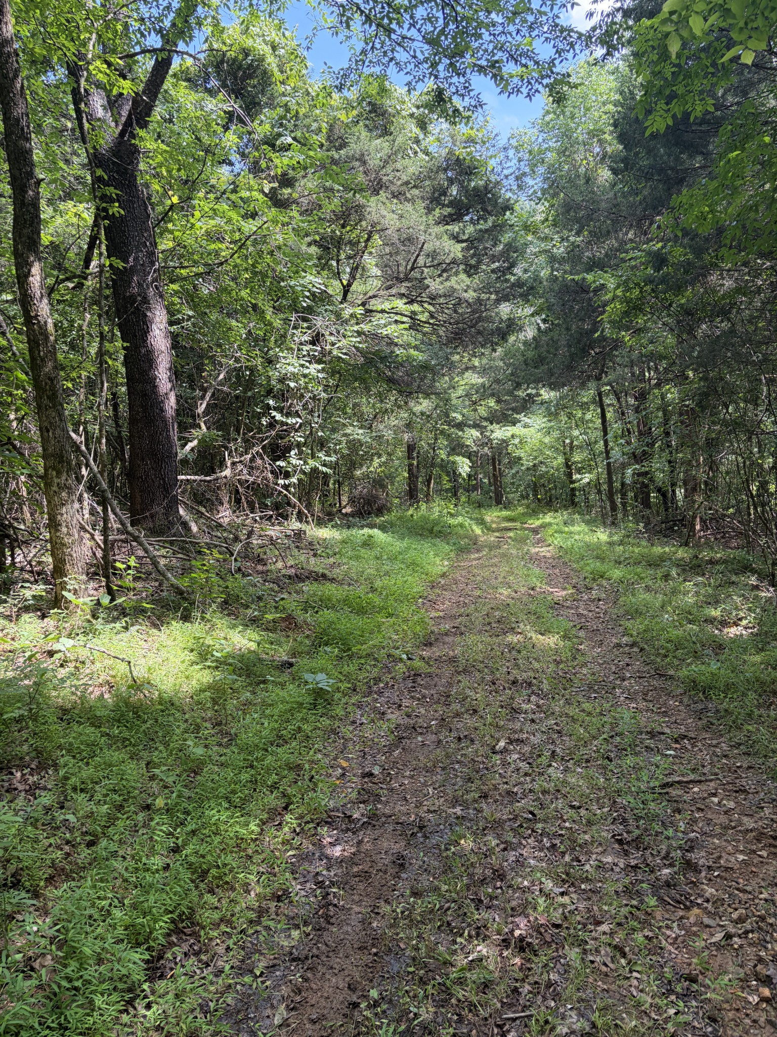 0 Kelso-Smithland Road Kelso, TN 37348 - Photo 39 of 45 a big yard with lots of green space and deers