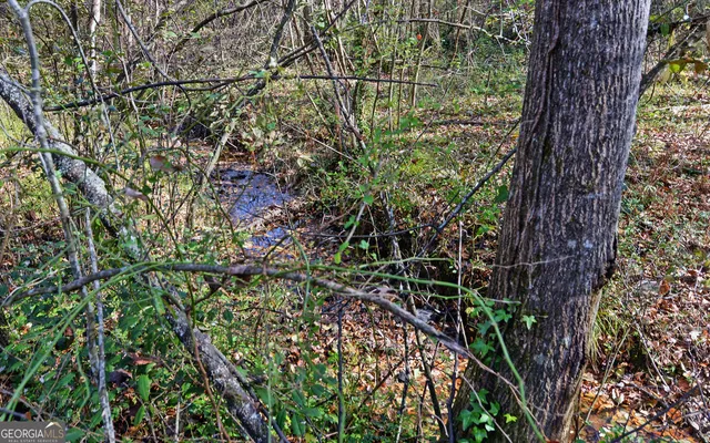 a view of a forest with a tree