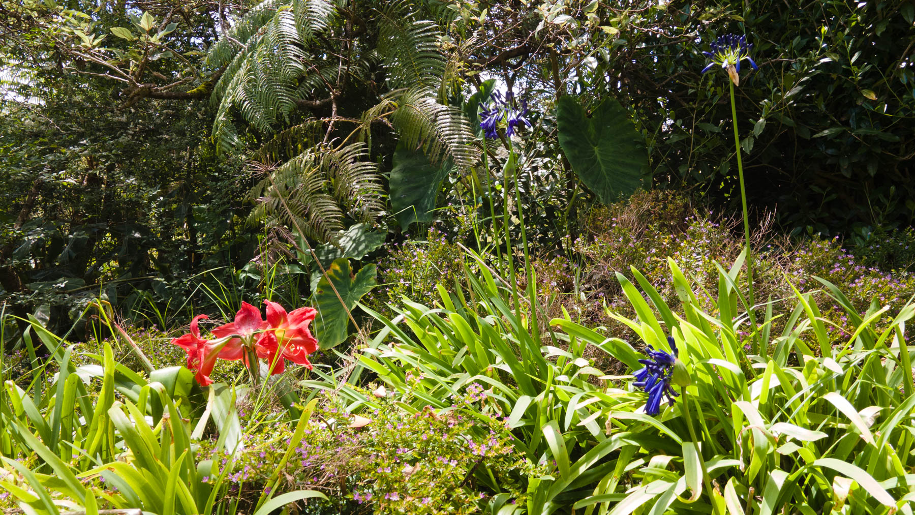 19-4144 Haunani Road Volcano, HI 96785 - Photo 5 of 30