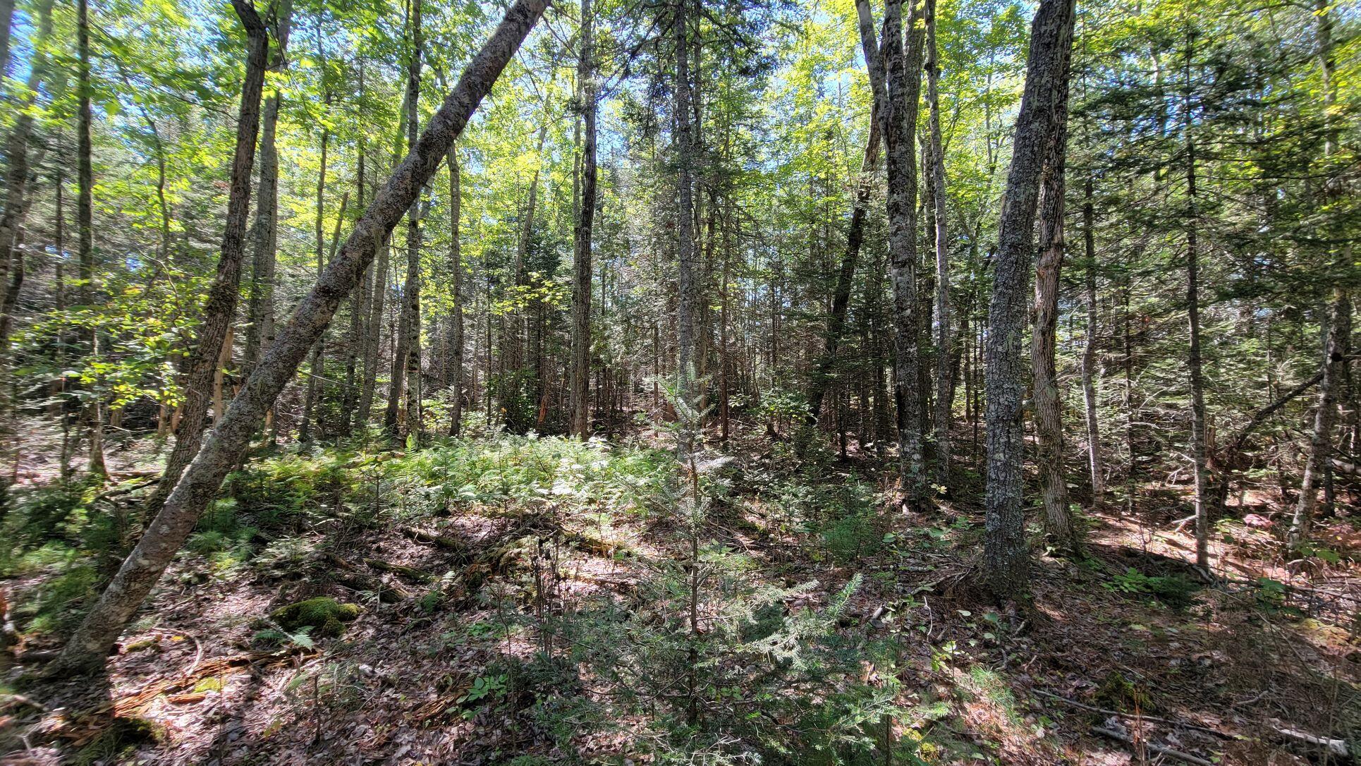 0 Robbinston Ridge Road Pembroke, ME 04666 - Photo 9 of 24 Lot 3