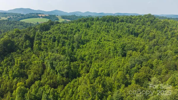 a view of a lush green forest with trees in the background