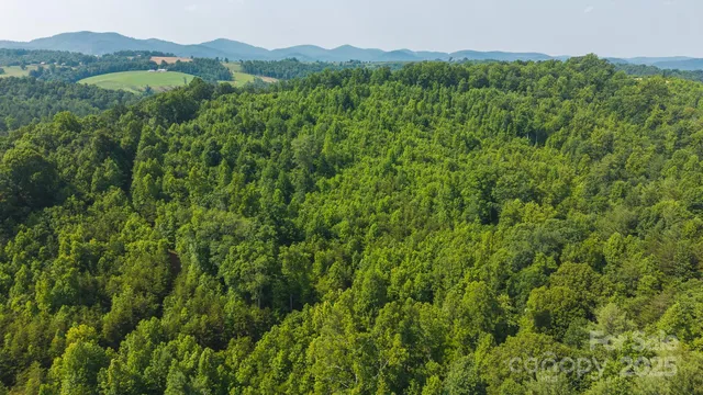 a view of a lush green forest with trees in the background