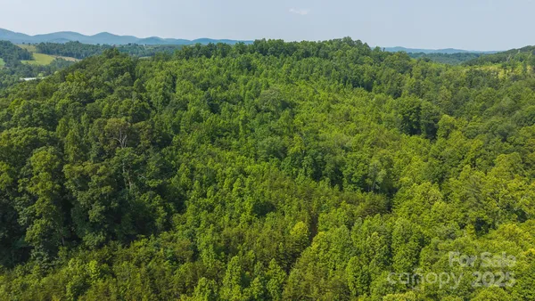 a view of a lush green forest with trees and some houses
