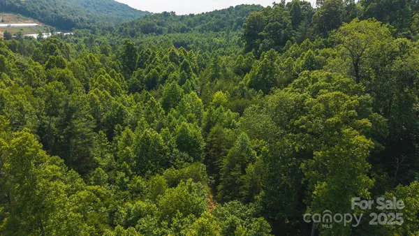 a view of a lush green forest with lawn chairs and plants