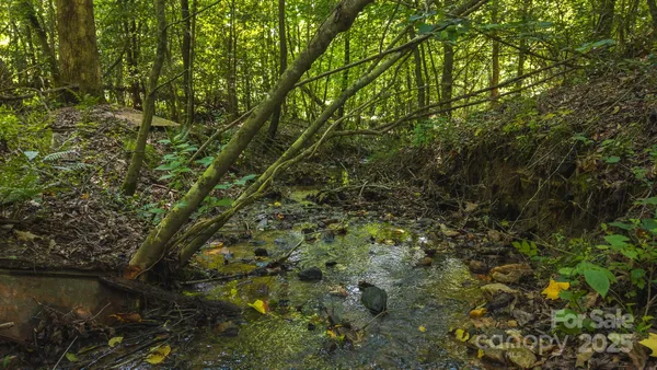 a view of a forest with a tree