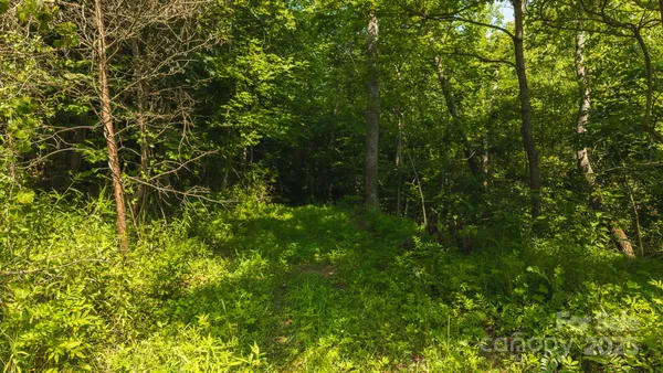 a view of a lush green forest