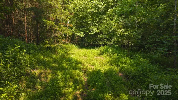 a view of a lush green forest