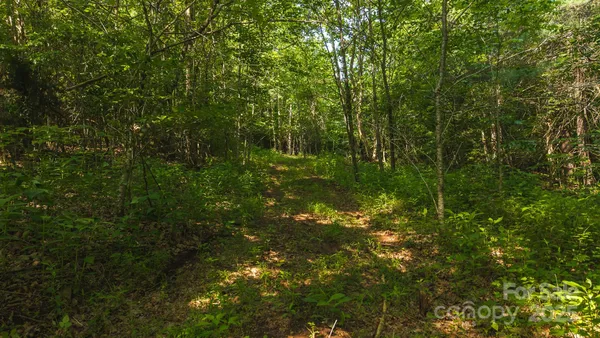 a view of a lush green forest