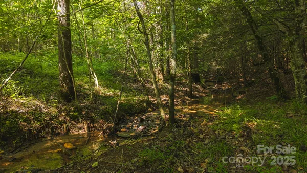 a view of a forest with a tree