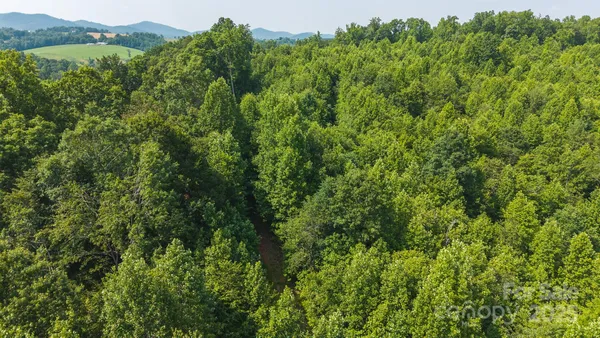 a view of a lush green forest with trees and a houses