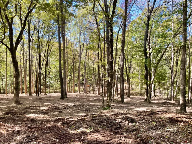 a view of a yard with a tree