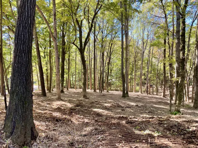 a view of outdoor space with deck and tree