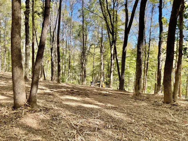 a view of a yard with large trees