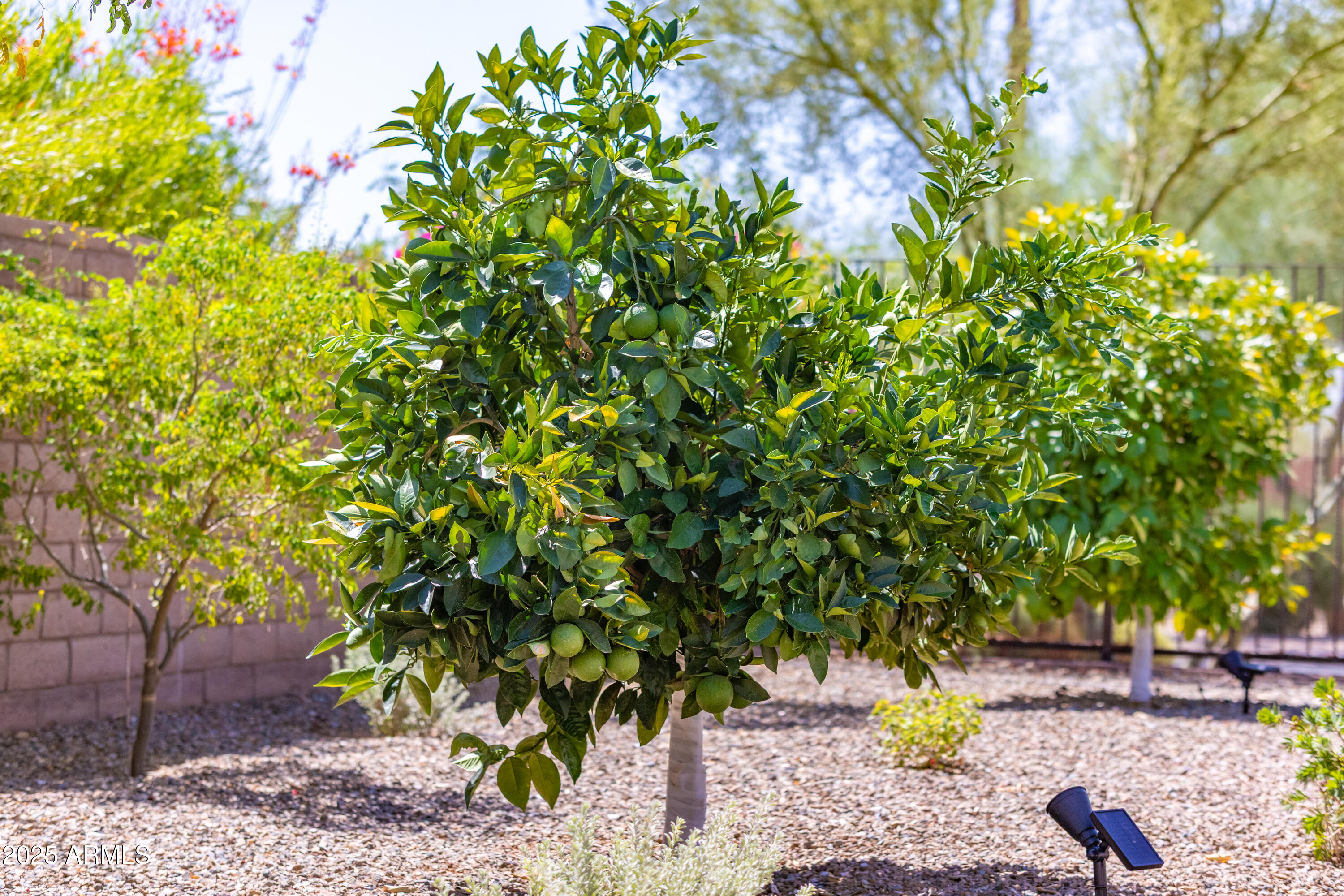 17621 Blaze Lane Rio Verde, AZ 85263 - Photo 39 of 57 a view of a tree