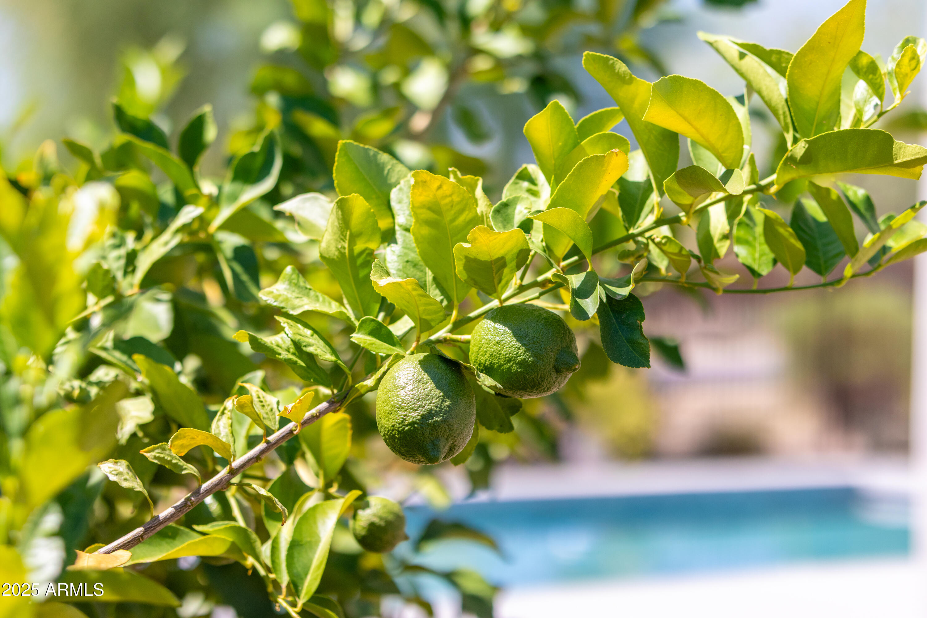 17621 Blaze Lane Rio Verde, AZ 85263 - Photo 41 of 57 a view of a tree