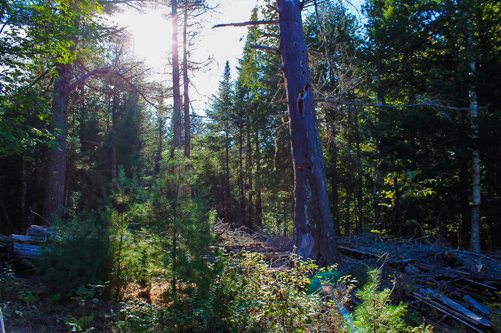 0 Smith Road Ellsworth, ME 04605 - Photo 8 of 17 IMG_8822-2