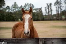 $1,350,000 | 13039 Spickler Road, Clear Spring, MD 21722