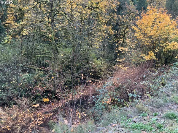 a view of a forest with a tree