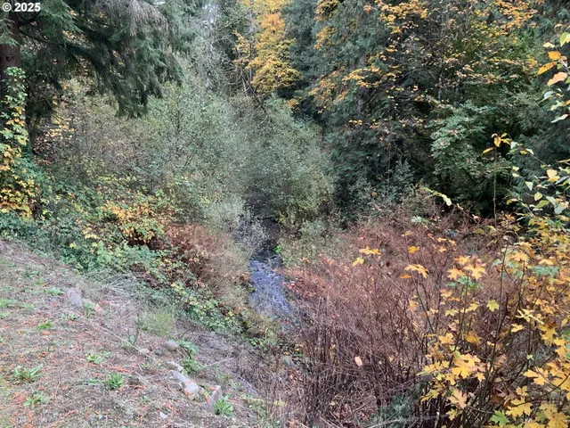 a view of a forest with a tree