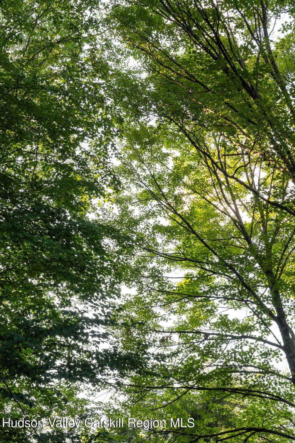 Tbd Tbd Broad Channel Road Andes, NY 13731 - Photo 14 of 23 a view of tree