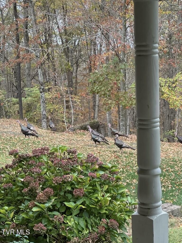 210 Telford Road Telford, TN 37690 - Photo 60 of 76 IMG_4780