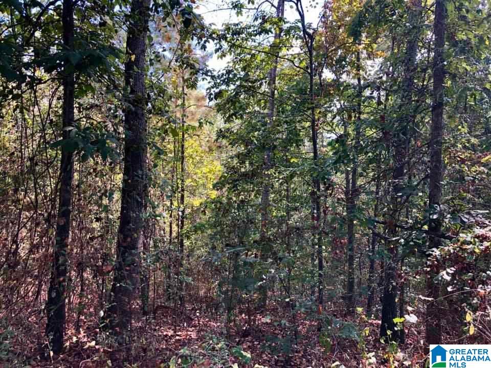 249 County Road, Unit 24 Wedowee, AL 36278 - Photo 3 of 5