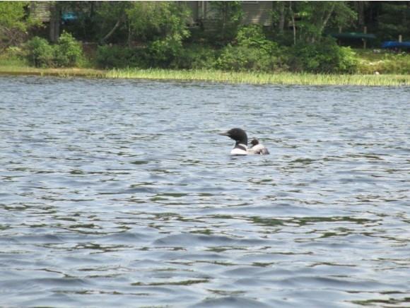 122 5 Kezar Ponds Road Stoneham, ME 04231 - Photo 35 of 36 Gallery Image 35