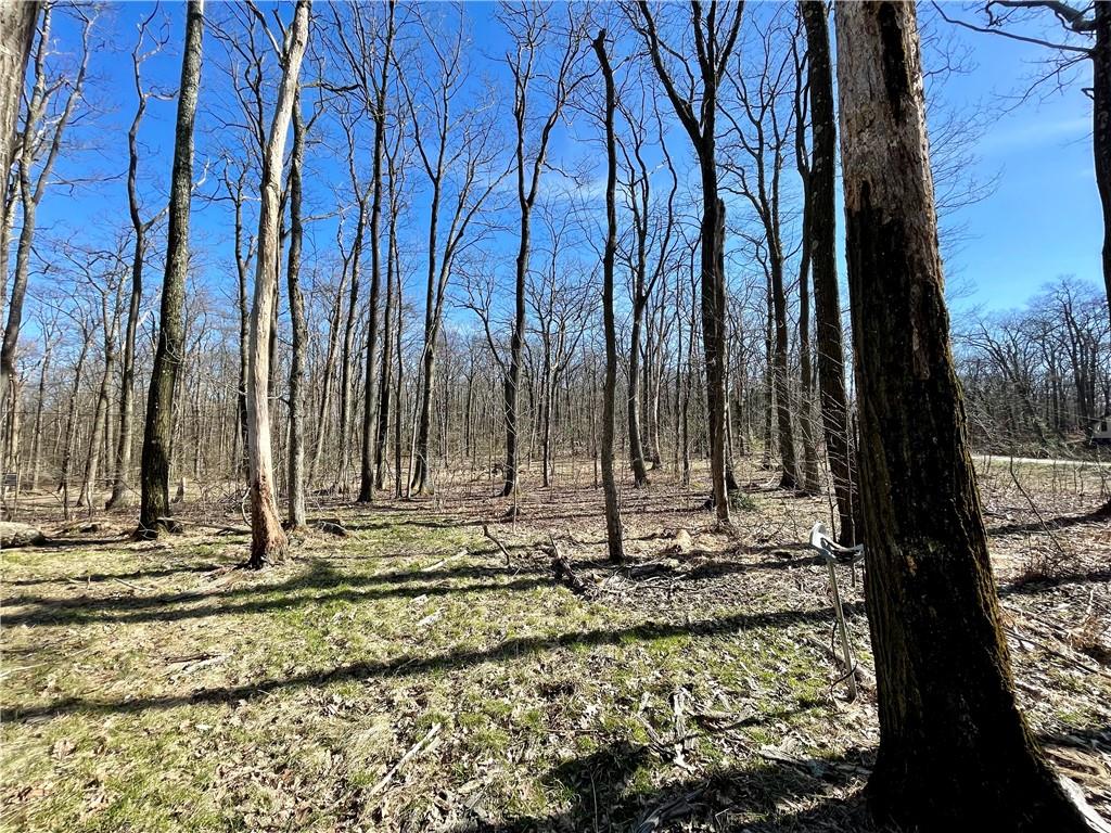 a view of a yard with trees