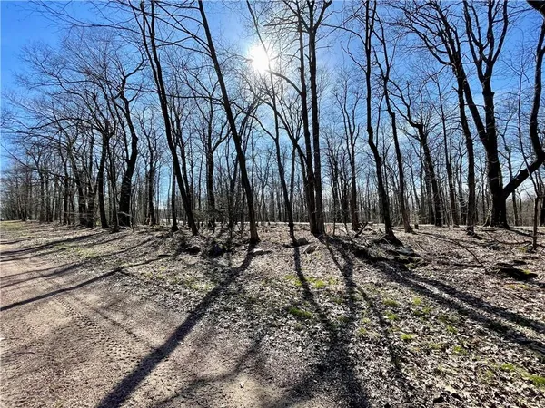 a view of a yard with trees