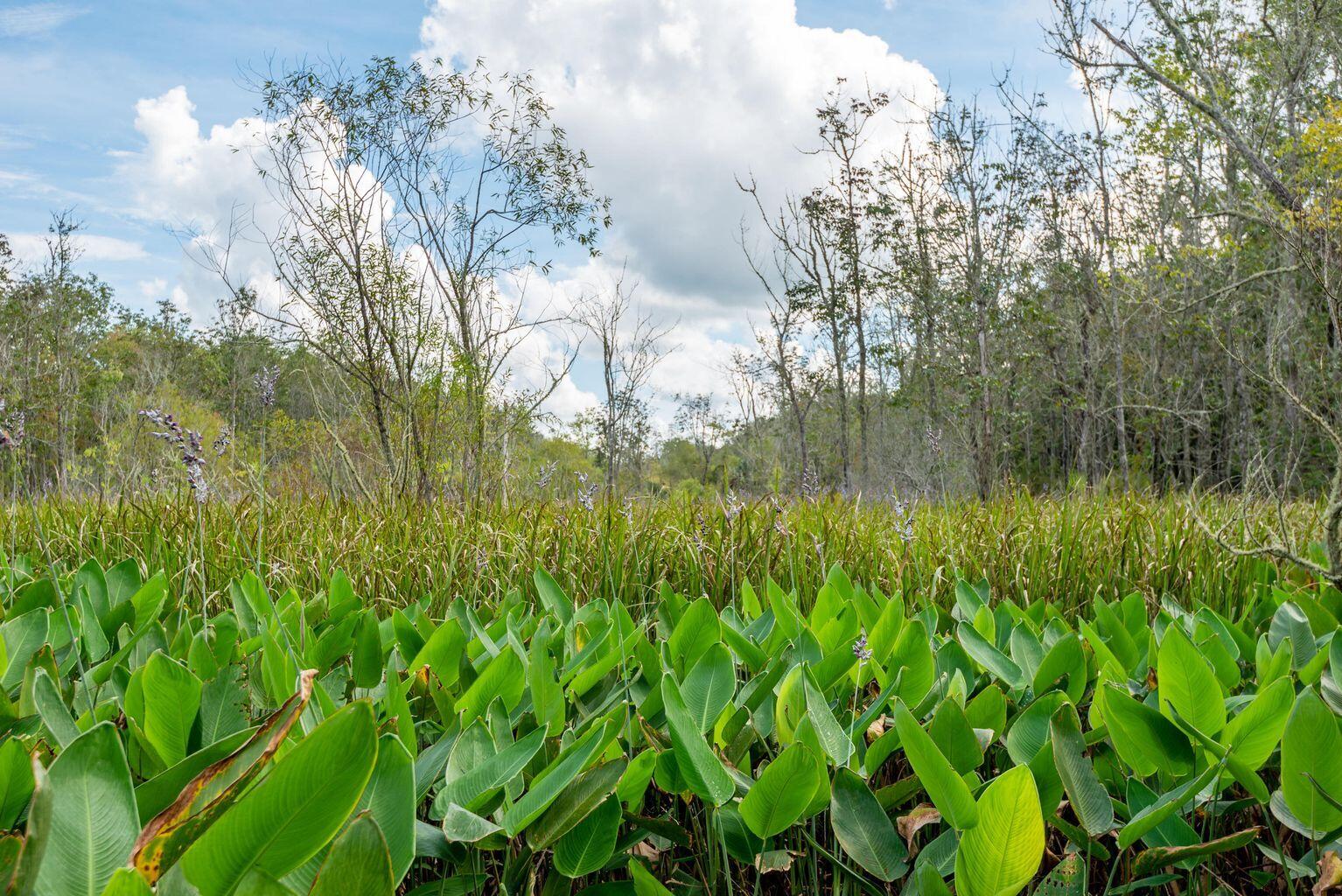 4665 River Road Johns Island, SC 29455 - Photo 13 of 88 20180910132211361262000000-o