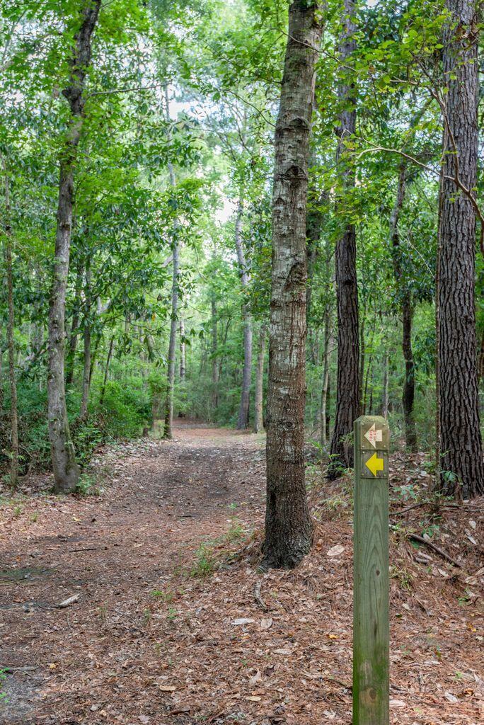 4665 River Road Johns Island, SC 29455 - Photo 5 of 88 20180910132147746858000000-o (1)