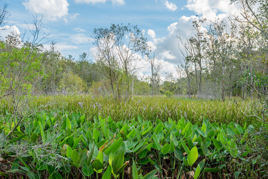 4665 River Road Johns Island, SC 29455 - Photo 49 of 88 4665RiverRoad-12