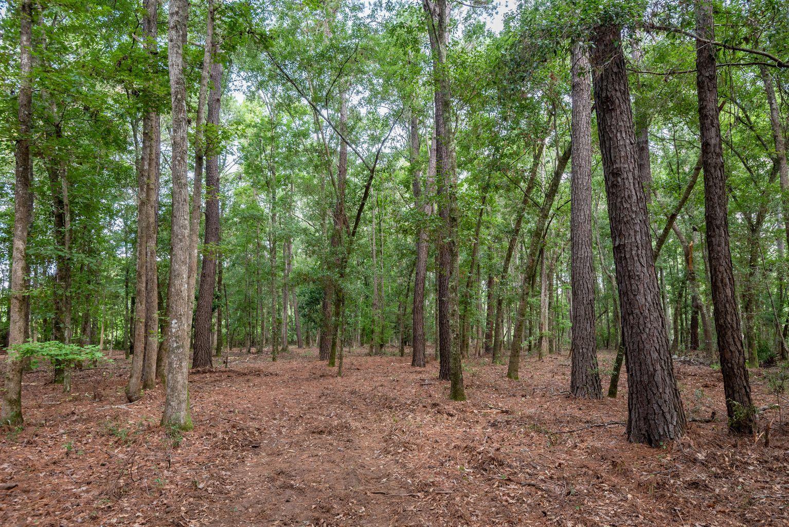 4665 River Road Johns Island, SC 29455 - Photo 7 of 88 20180910132150035229000000-o