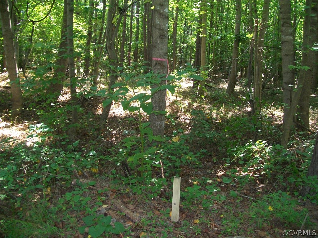 Tbd Tranquility Lane Sutherland, VA 23885 - Photo 20 of 35 a view of forest