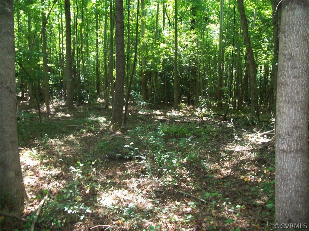 Tbd Tranquility Lane Sutherland, VA 23885 - Photo 22 of 35 a view of forest