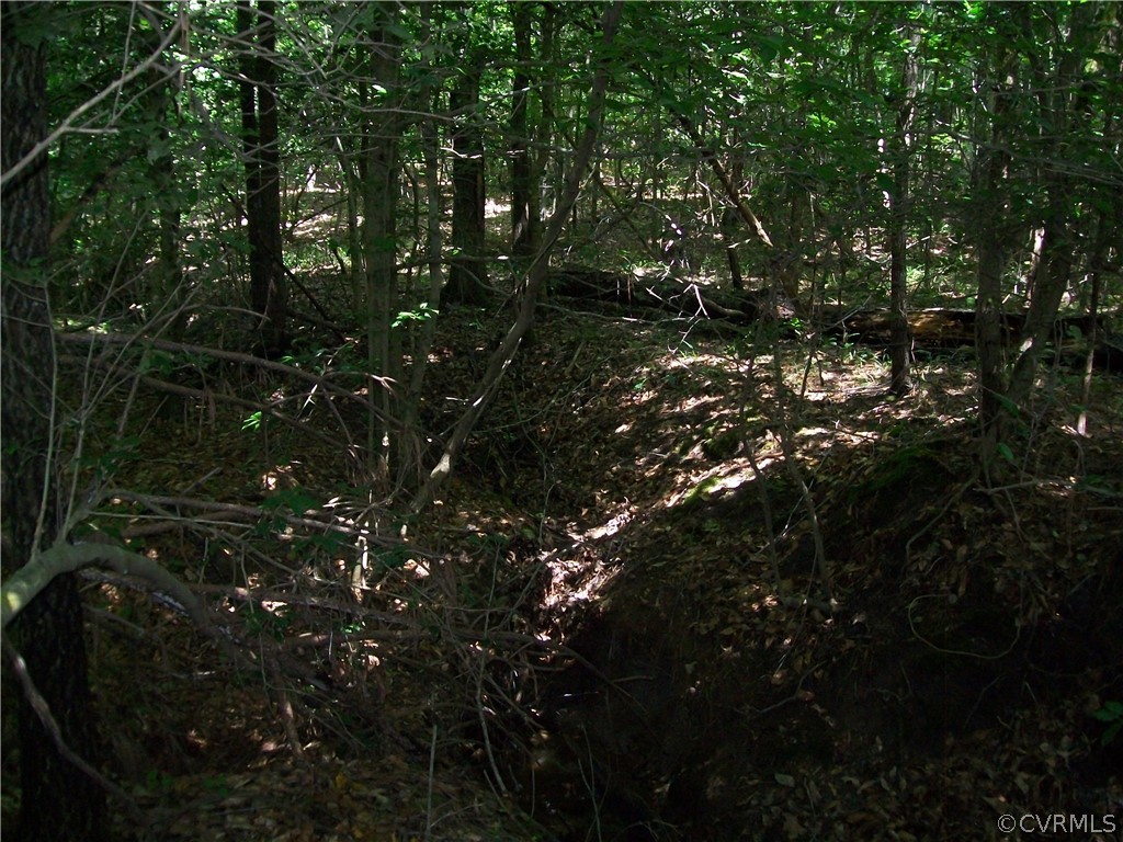Tbd Tranquility Lane Sutherland, VA 23885 - Photo 25 of 35 a picture of tree