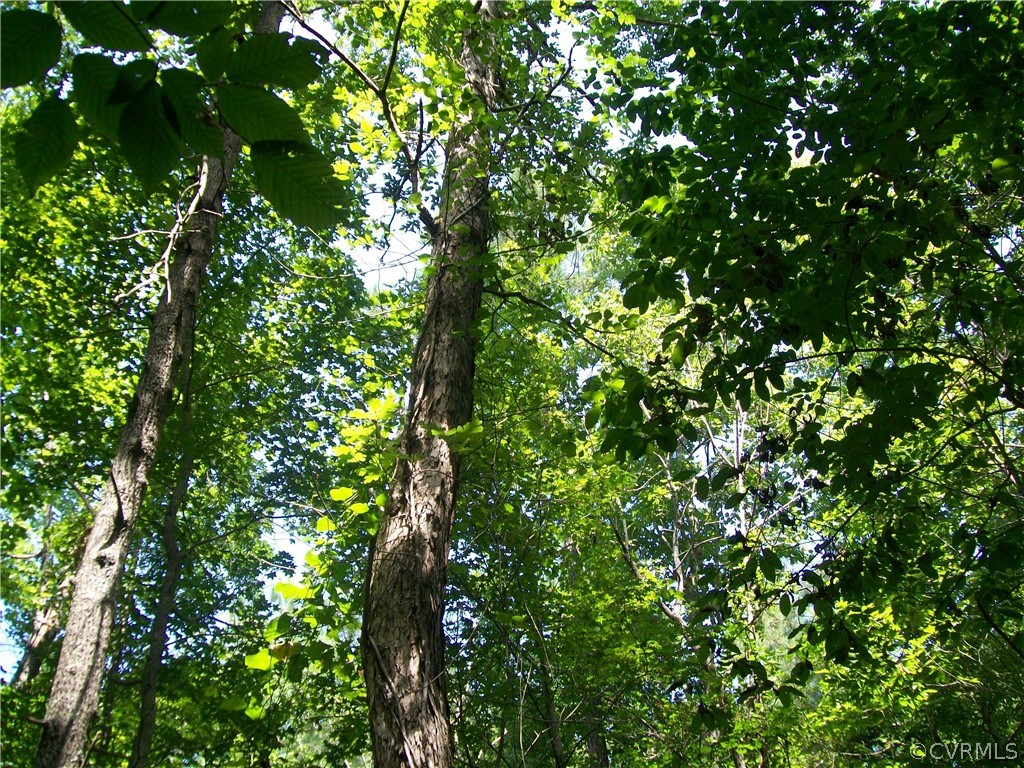 Tbd Tranquility Lane Sutherland, VA 23885 - Photo 26 of 35 a view of a tree